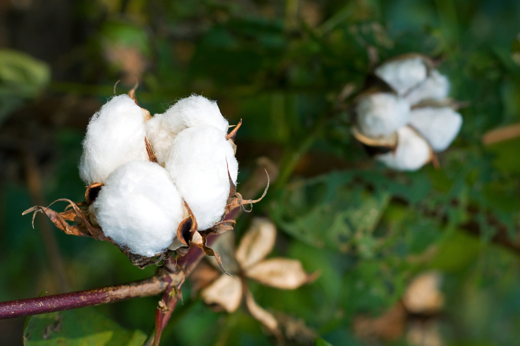  供应过紧情况不存在 棉花短期或难有向上突破