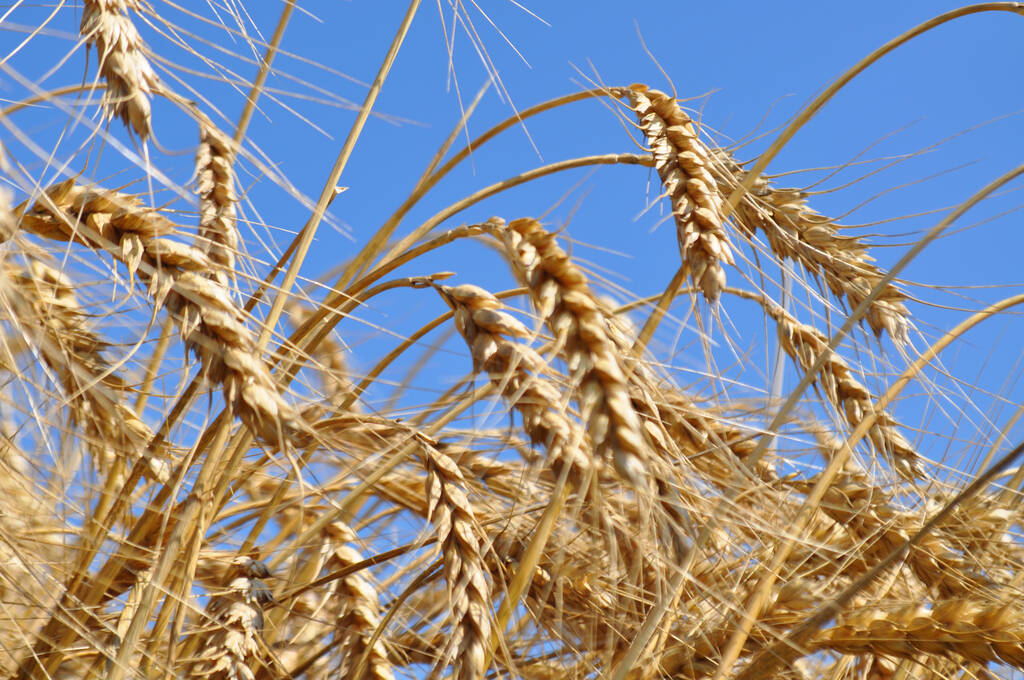 CBOT小麦价格回落 市场担忧有所缓和