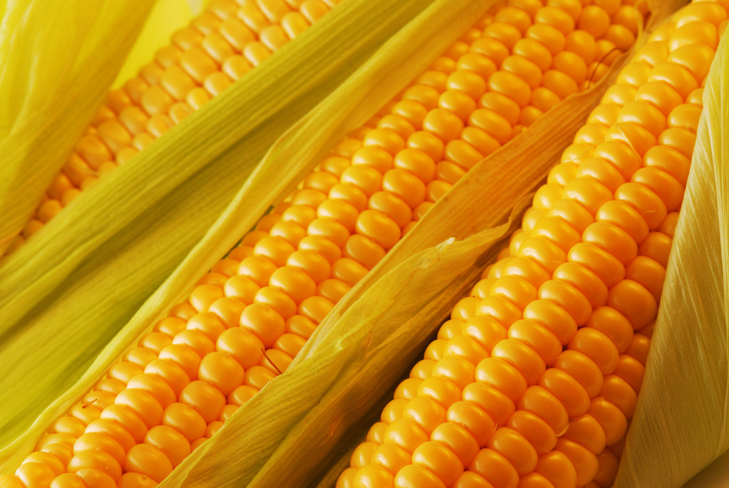 玉米市场价格偏强运行 现货走强支撑近月合约