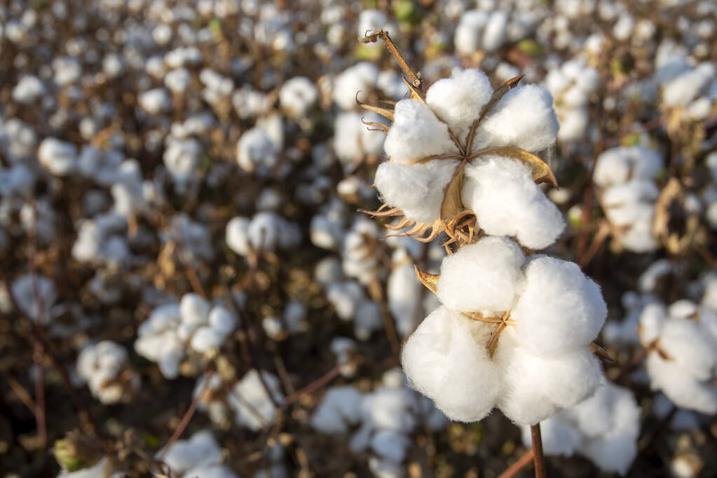 供给端因素影响减弱 棉花仍呈宽幅震荡的概率较大