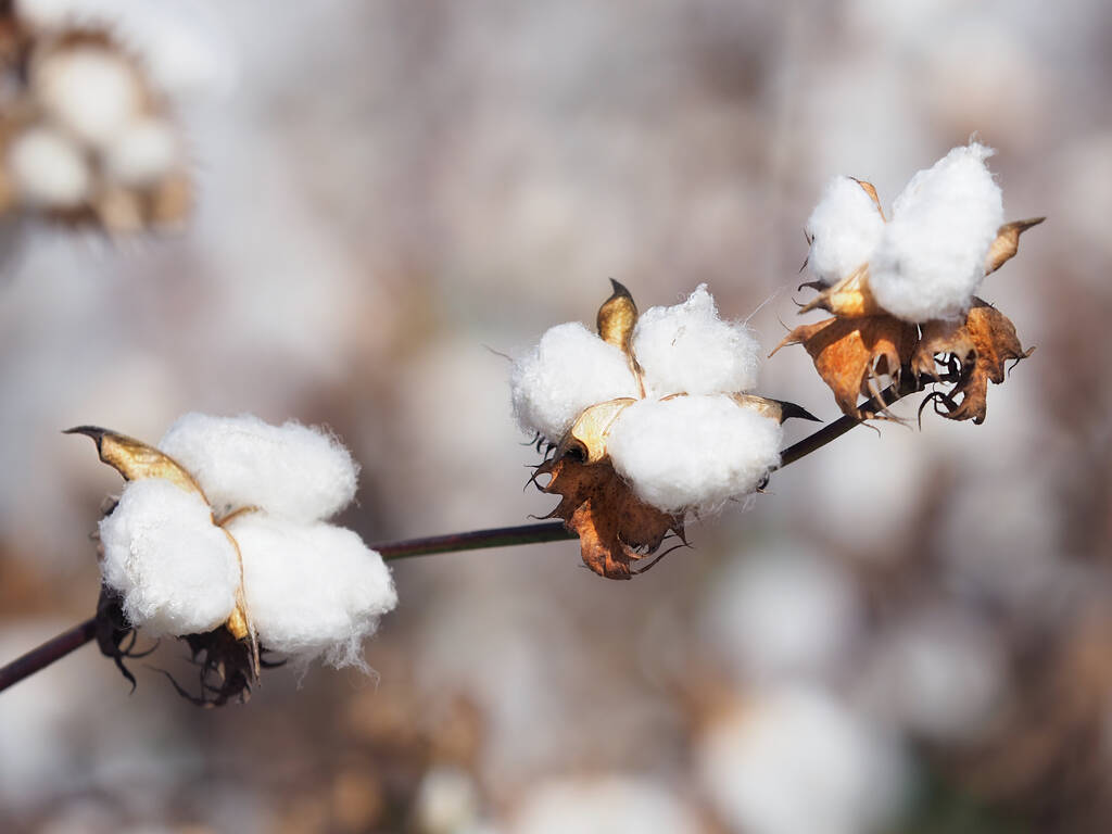 短期淡季需求拖累下 预计棉花期货震荡调整为主
