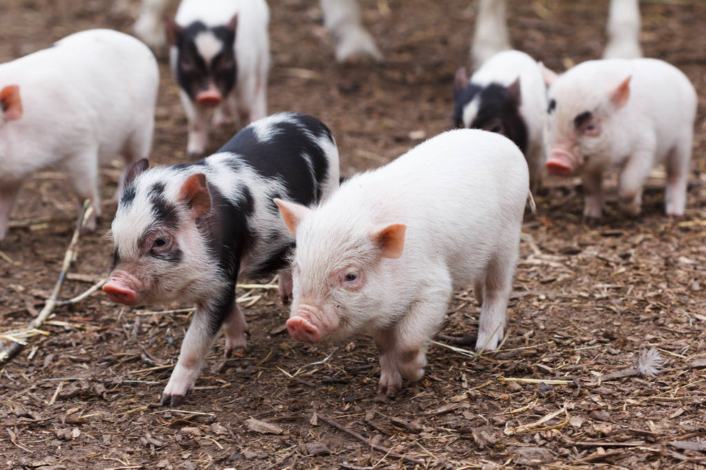 生猪主力仍在弱势磨底 养殖端出栏积极性提高