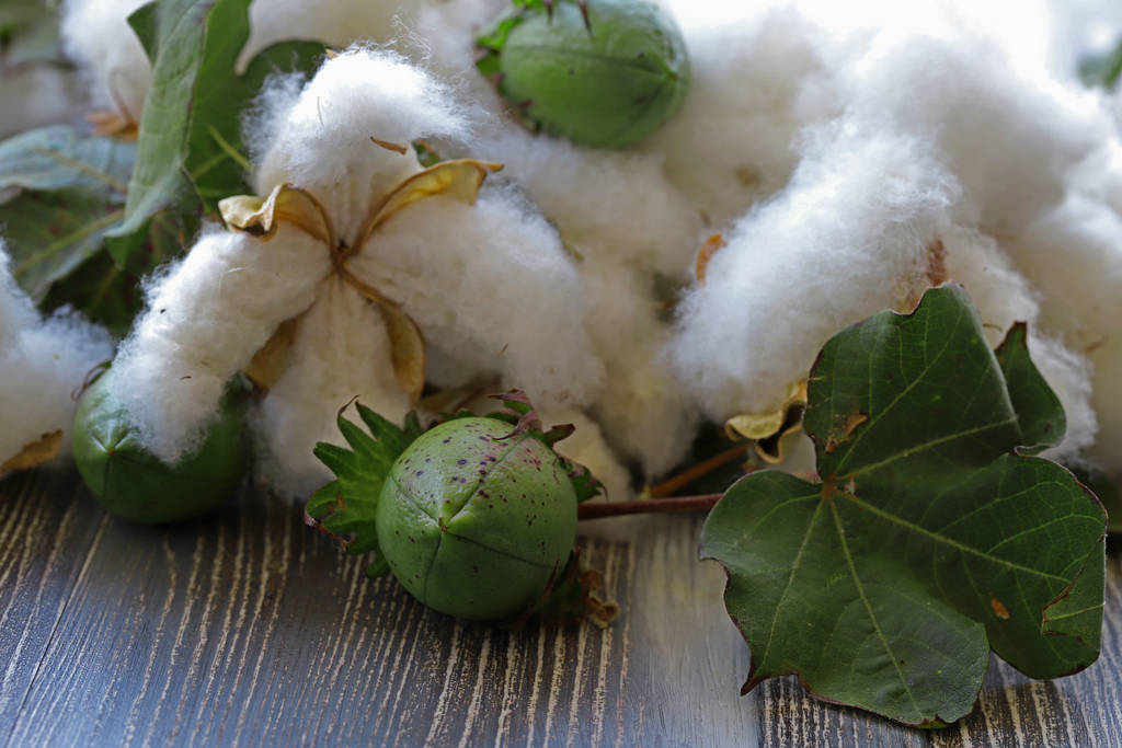 棉花价格上涨面临压力 下游淡季特征较为明显