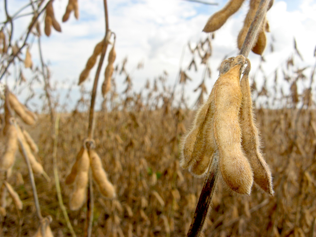 全球天气异常概率偏高 豆粕进入季节性累库周期