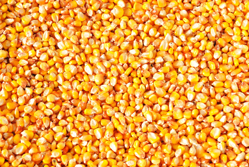 黑海谷物协议失效 玉米期货价格近期有望承压运行