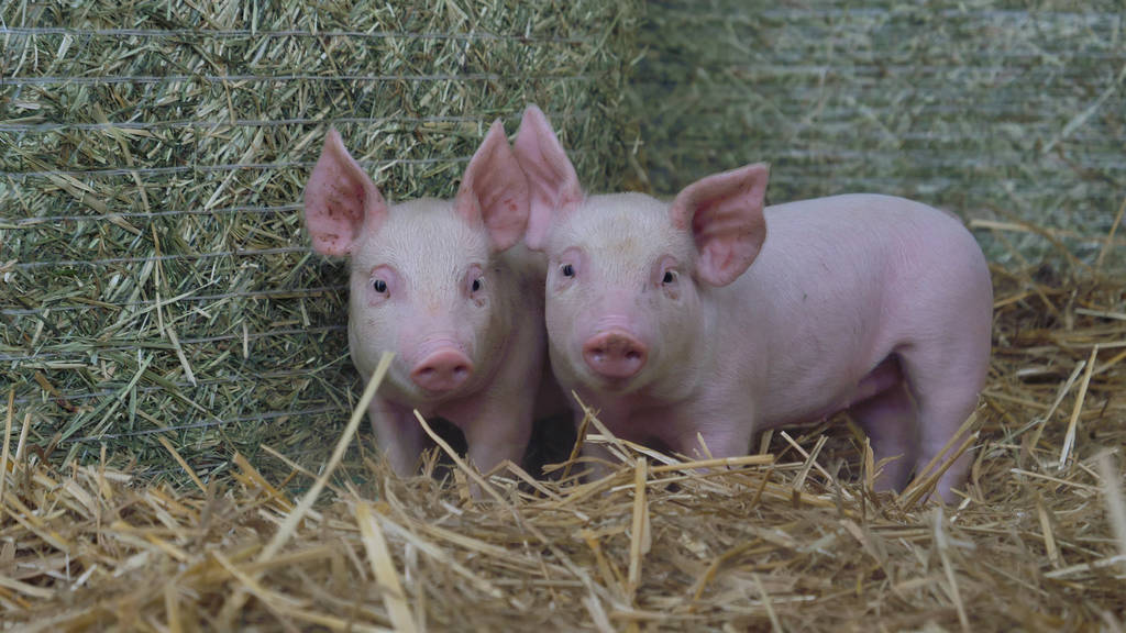 中长期供应端仍较充裕 生猪期货盘面震荡思路对待