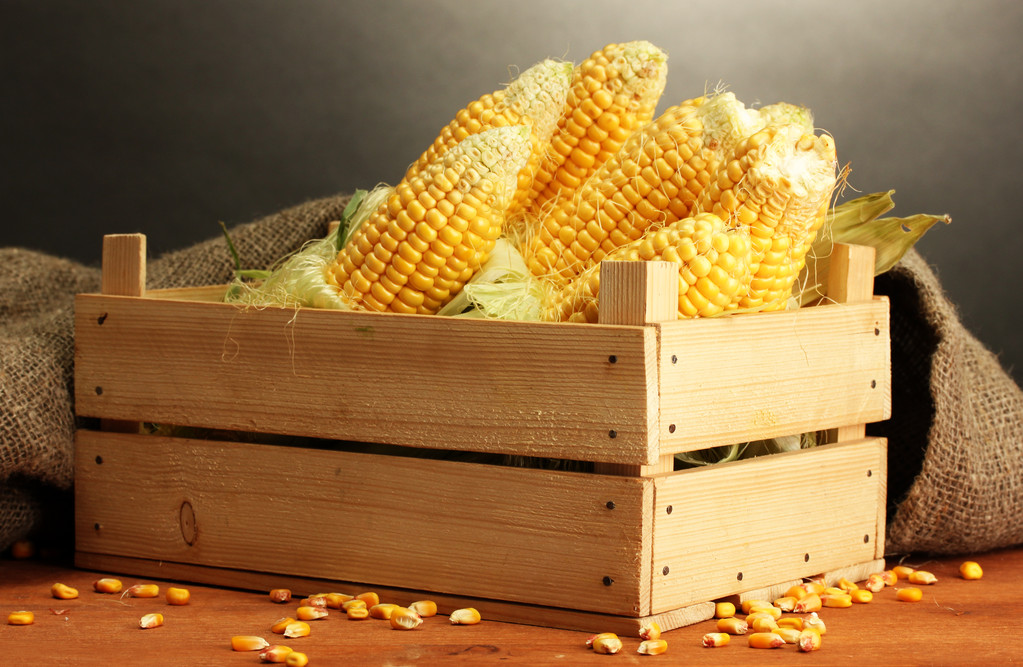 俄罗斯粮食出口意愿强烈 玉米可能存较大压力