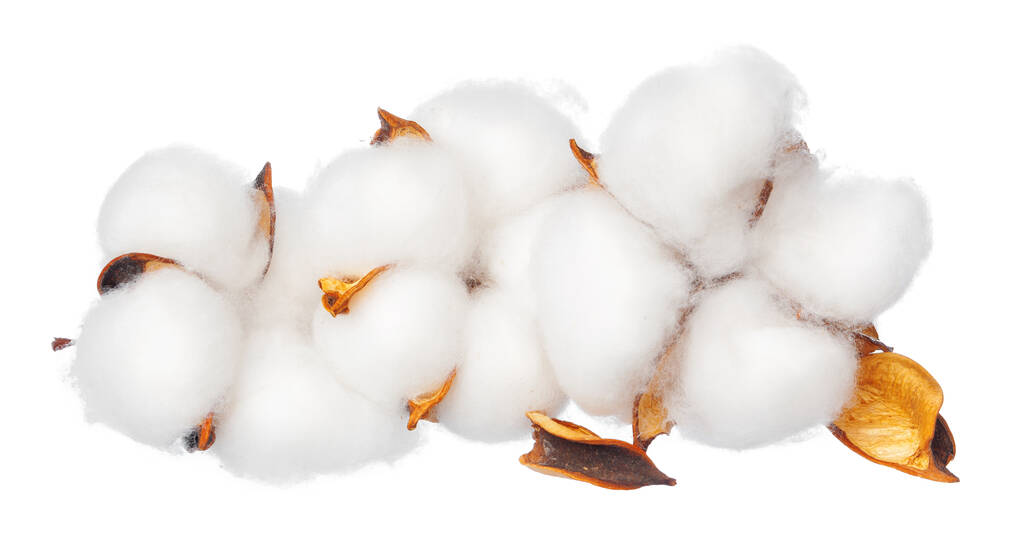 新疆棉逐步进入成熟期 棉花盘面以震荡为主