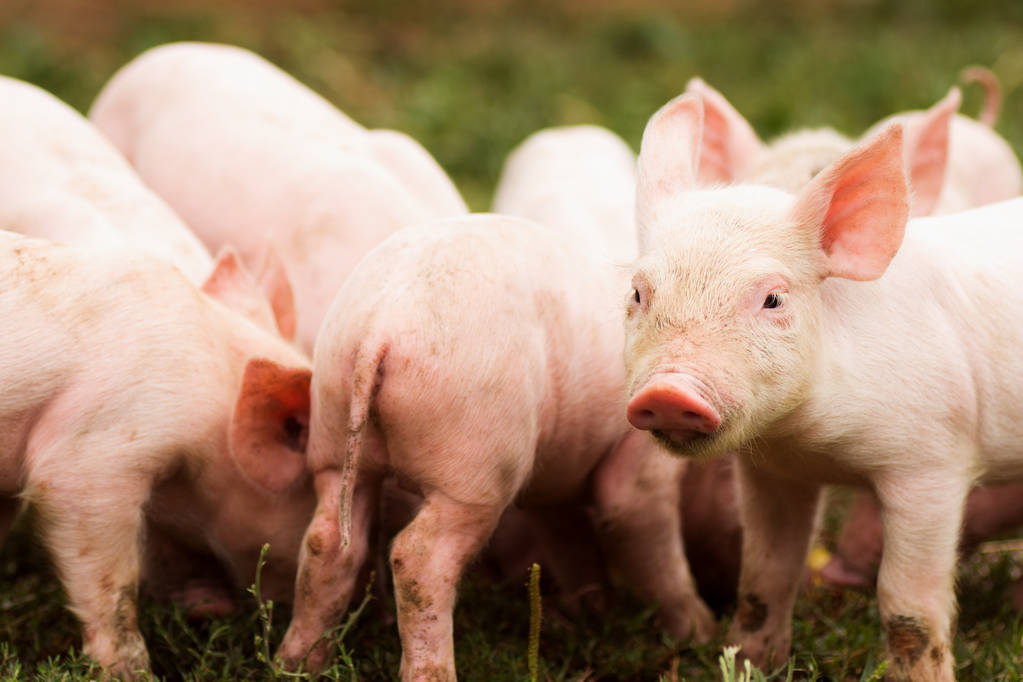 生猪主力周内涨幅达9.04% 养殖端惜售情绪升温