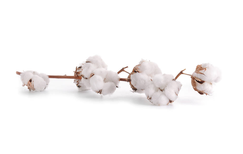 美国主产棉天气较为干旱 棉价保持较好的上涨形态