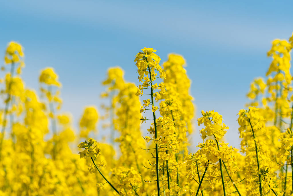 菜籽粕高位震荡加剧 市场担忧水产养殖需求