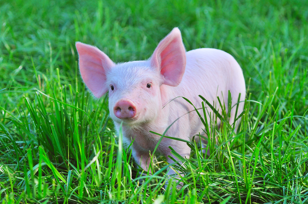 供应对猪价有利好提振 生猪主力盘内涨逾3%