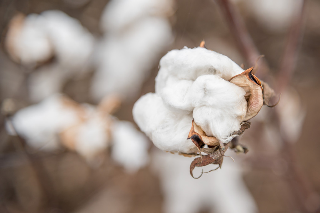 政策符合市场预期 棉价有望打开新的上行空间
