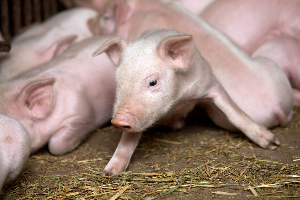生猪价格短期形成支撑 大体重肥猪供应仍偏紧