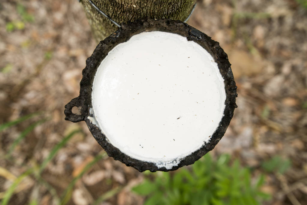 下游乳胶制品需求回暖 橡胶低位支撑强劲