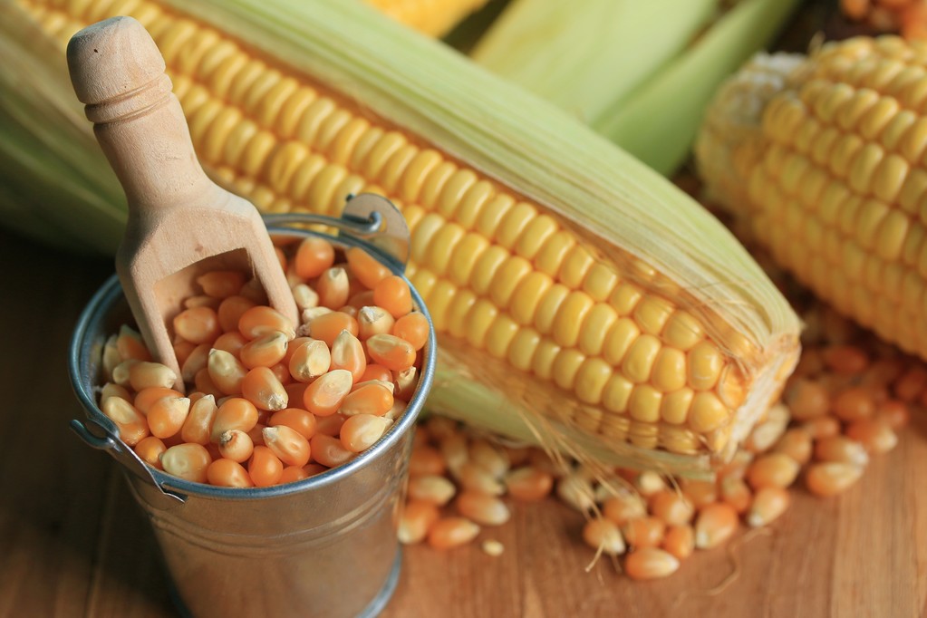 季节性上量压力较大 玉米期货价格再度减仓下跌