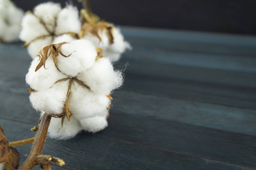 国储棉拍卖成交率下滑 棉花期货将维持区间震荡