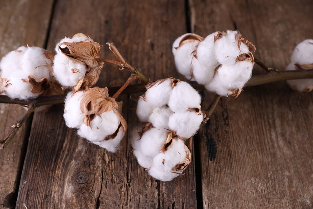 棉农与轧花厂仍存博弈 高位棉价或有回落风险