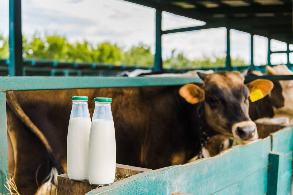 关税高达214%！欧洲牛奶或被泰国“拒之门外”！