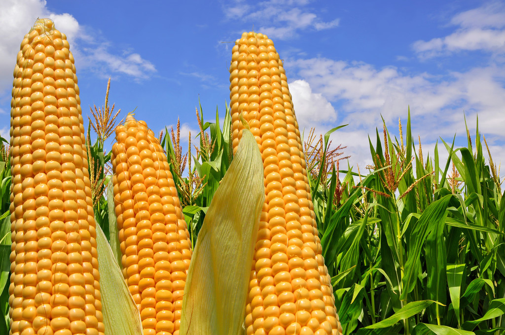 最新玉米价格行情走势分析 盘面接近成本位附近