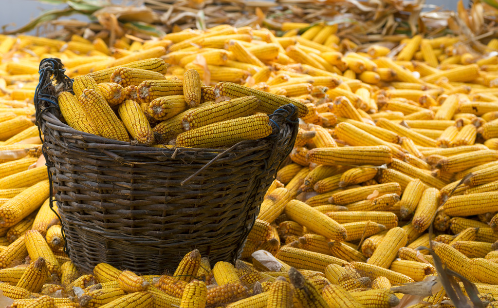 市场或已消化上市压力 玉米价格企稳小幅反弹