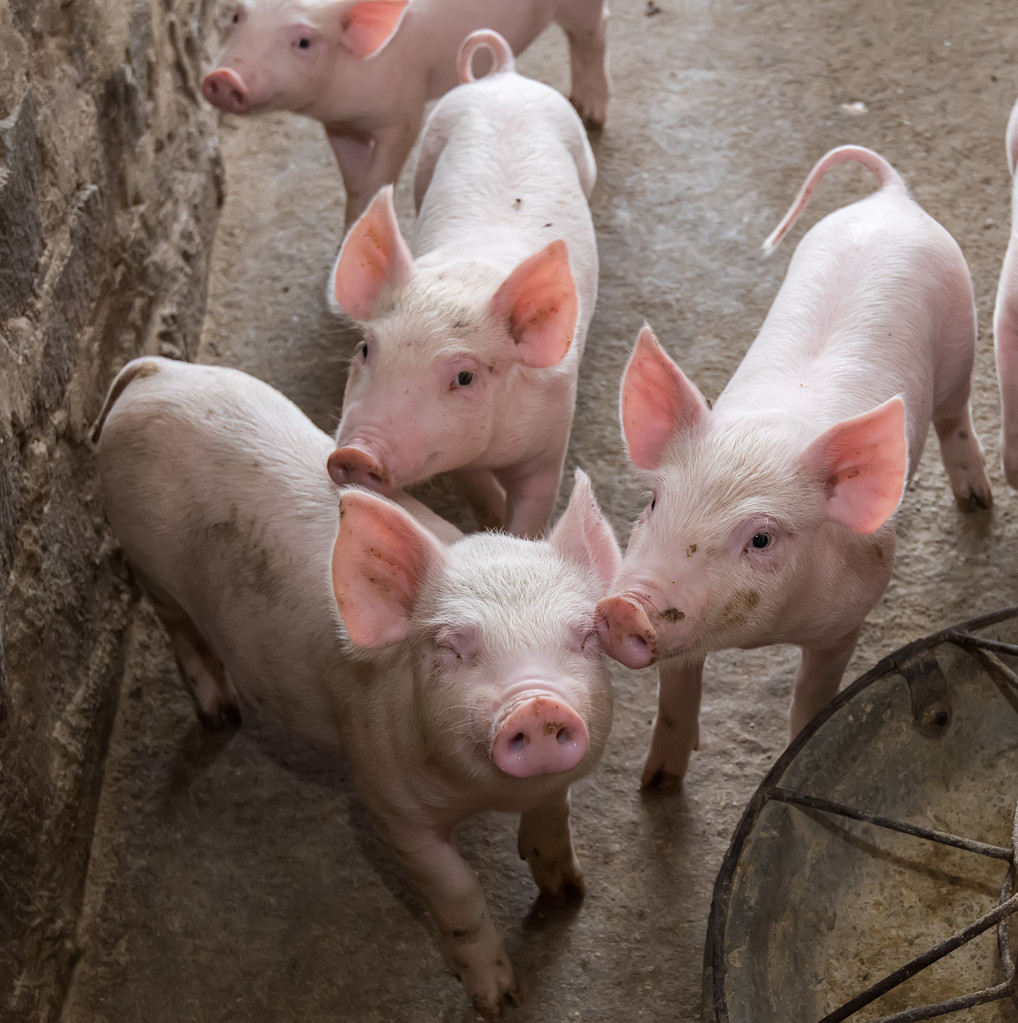 养殖端未有明显累库 生猪期货价格反弹幅度有限