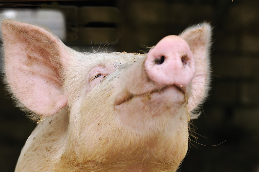 消费端支撑增强 短期内生猪期货存在反弹可能