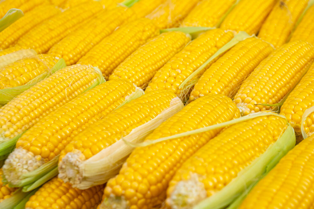 饲料消费或边际递减 玉米期货价格承压下行