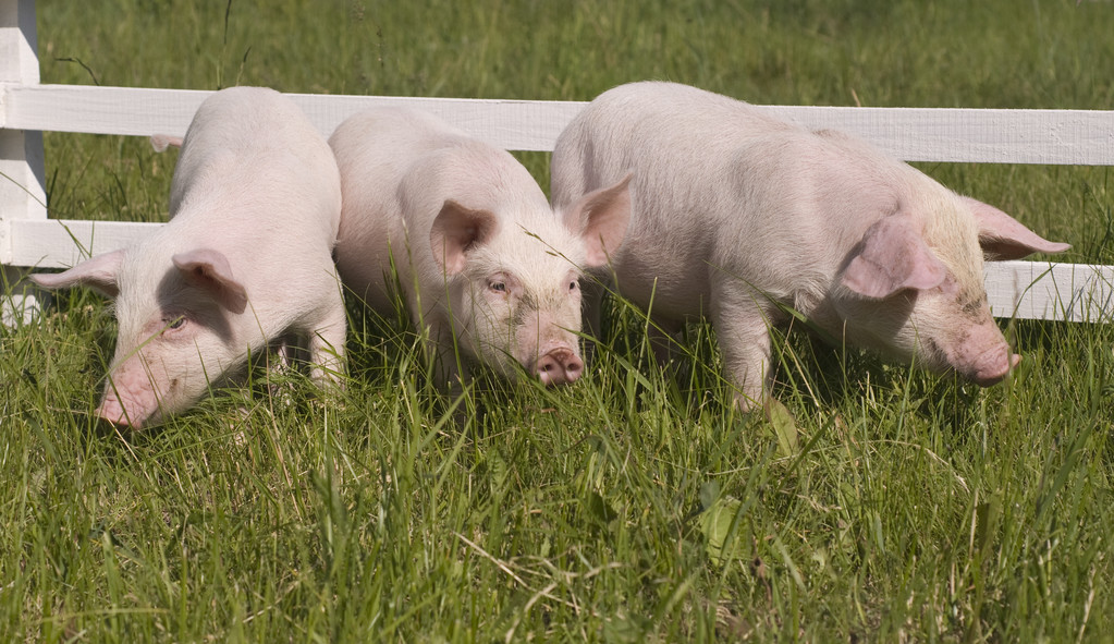 近期非瘟影响减弱 预计猪价下方空间有限