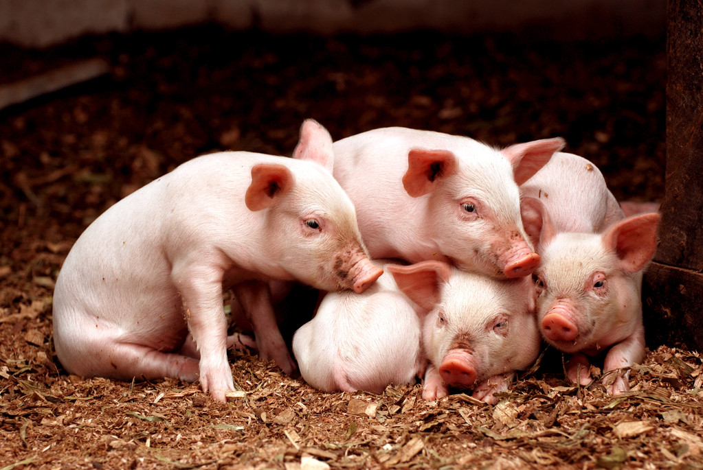 生猪供应或仍充足 猪价上涨空间受到限制