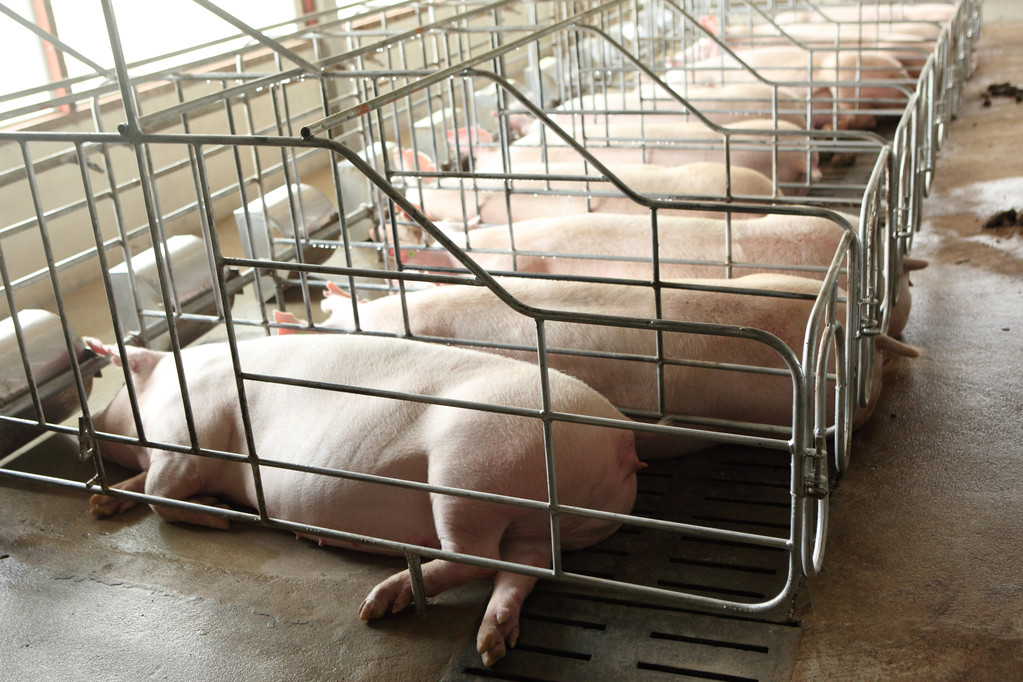 生猪需求跟进缓慢 期货价格或受到压制