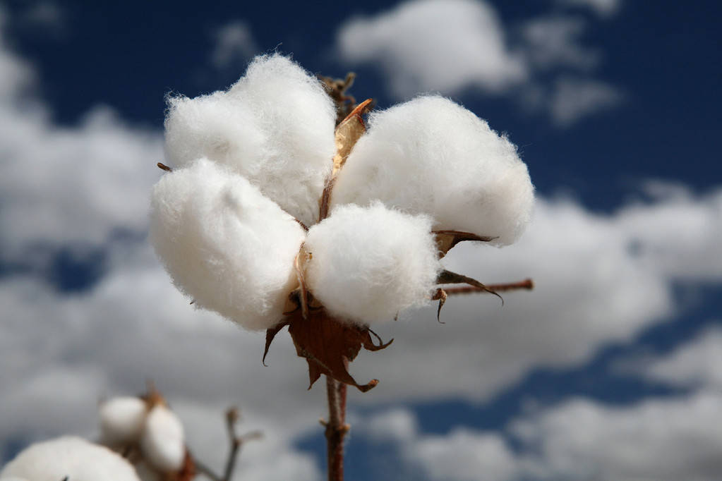 现货市场有所回暖 棉花期货价格预计深跌有限