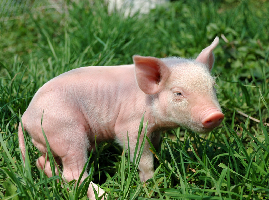 猪病去化一部分产量 生猪期货盘面呈现震荡反弹