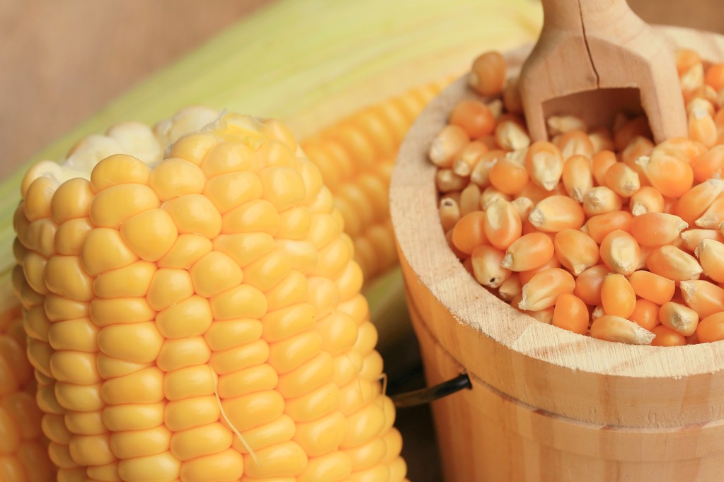 中储粮扩大收储传闻发酵 玉米期货价格短期回调