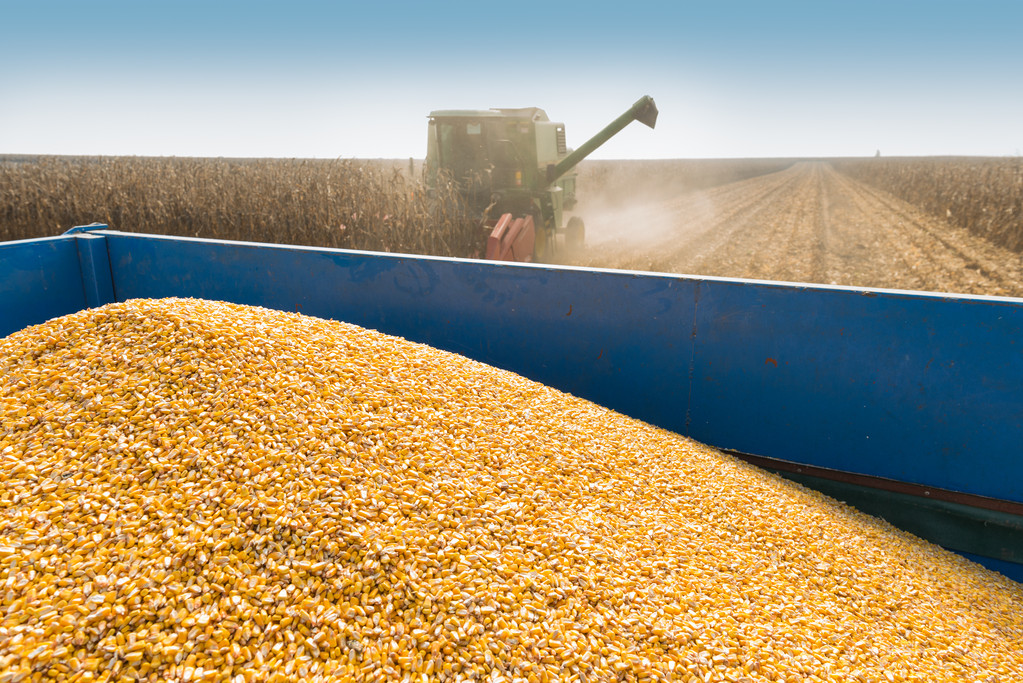 贸易商出货积极 玉米价格预计维持低位震荡