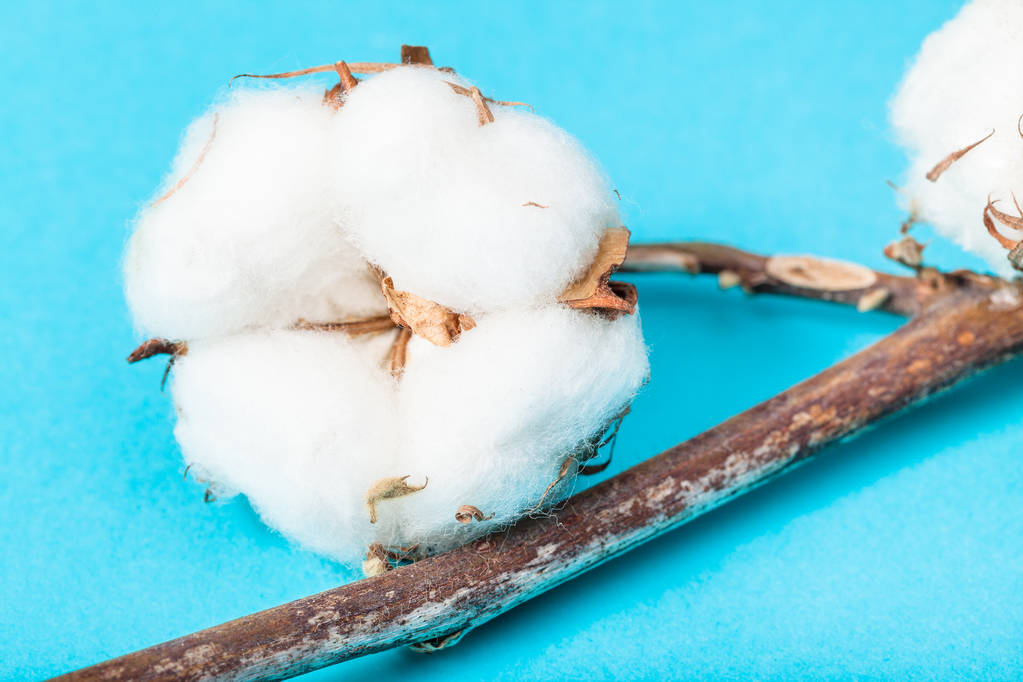 市场担忧需求端的持续性 棉花可能来回拉锯震荡