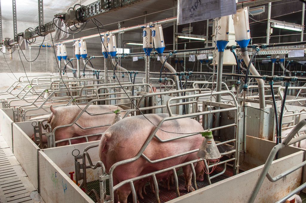 养殖端积极出栏 生猪价格维持震荡调整态势