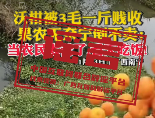 （2024年1月29日）今日辟谣：广西南宁沃柑收购“3毛一斤”，果农倒掉也不卖？