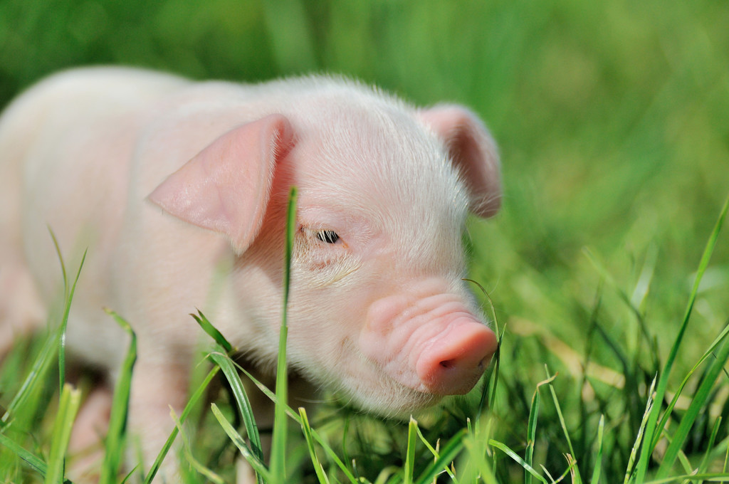 雨雪天气抑制基层购销 预计生猪以震荡下跌为主