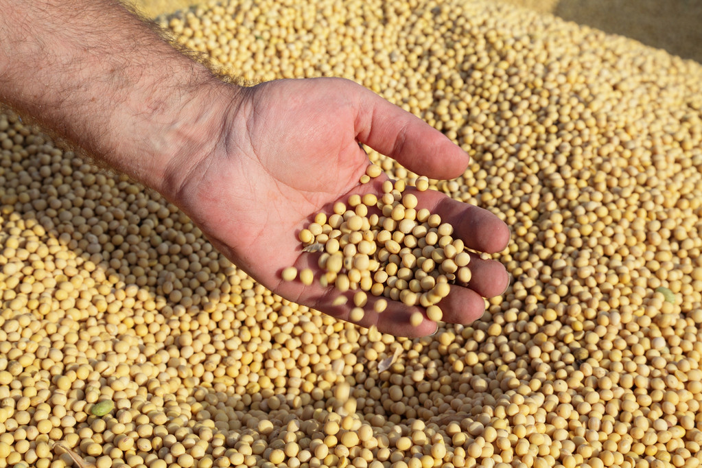 市场供应充裕需求转淡 豆二期货价格重心继续向下移动