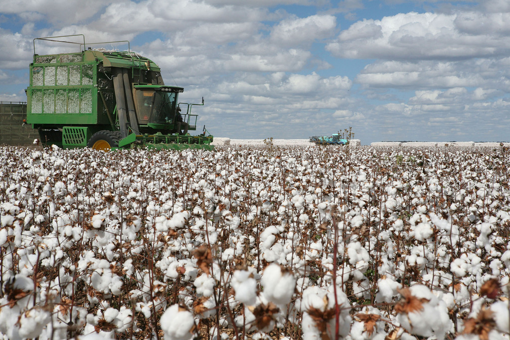 市场多空因素交织 预计棉花期货高位震荡整理