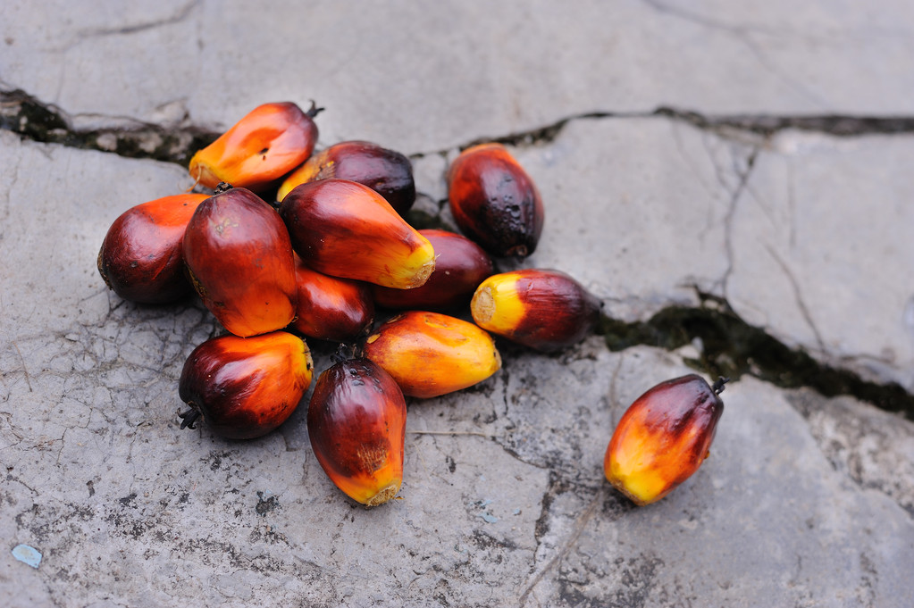 棕榈油维持震荡运行 豆粕表观消费持续萎缩