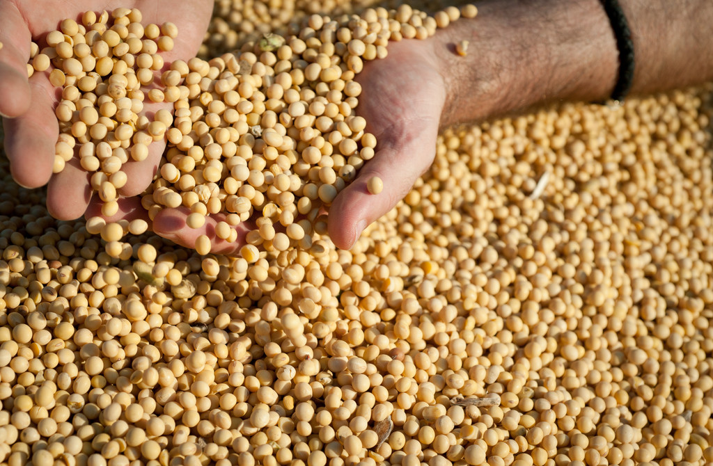 市场主体仍有收购动作 豆一期货盘面小幅反弹