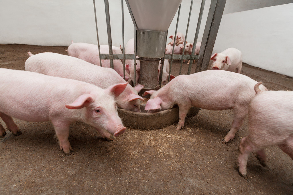 屠企宰量提升不足 生猪市场大幅看涨预期减弱