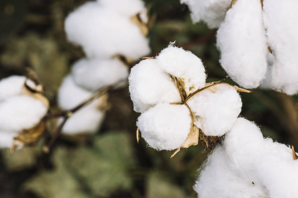 棉花传统旺季需求不及预期 短期价格维持震荡