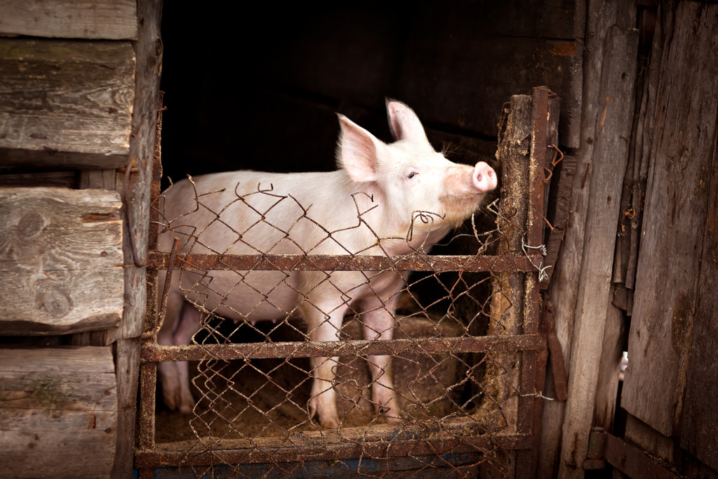 养殖将在较长时间内维持亏损 生猪期货陷入震荡