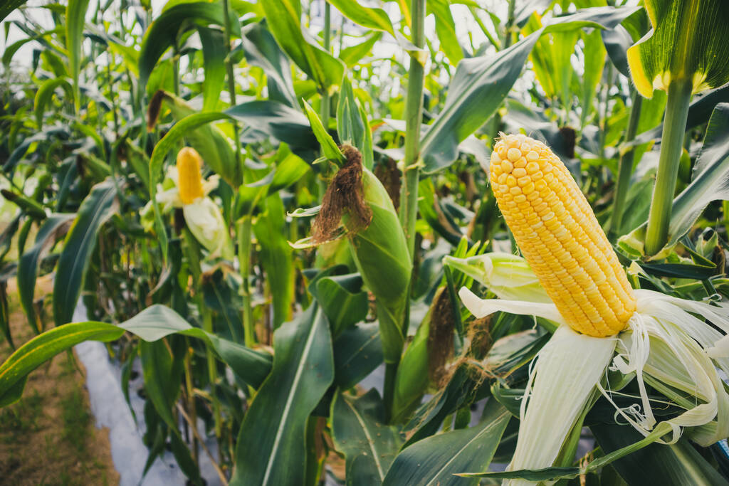 临近4月USDA报告发布 预计玉米期货盘面中性偏强