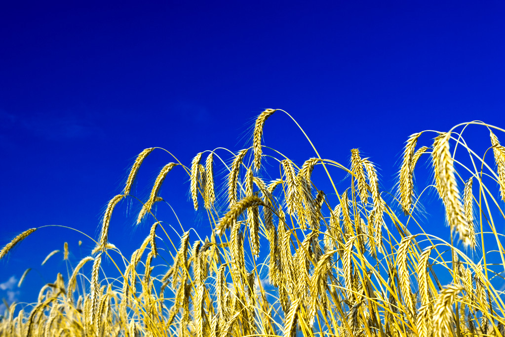 中国取消150万吨小麦订单 这次西方媒体真“过度解读”了