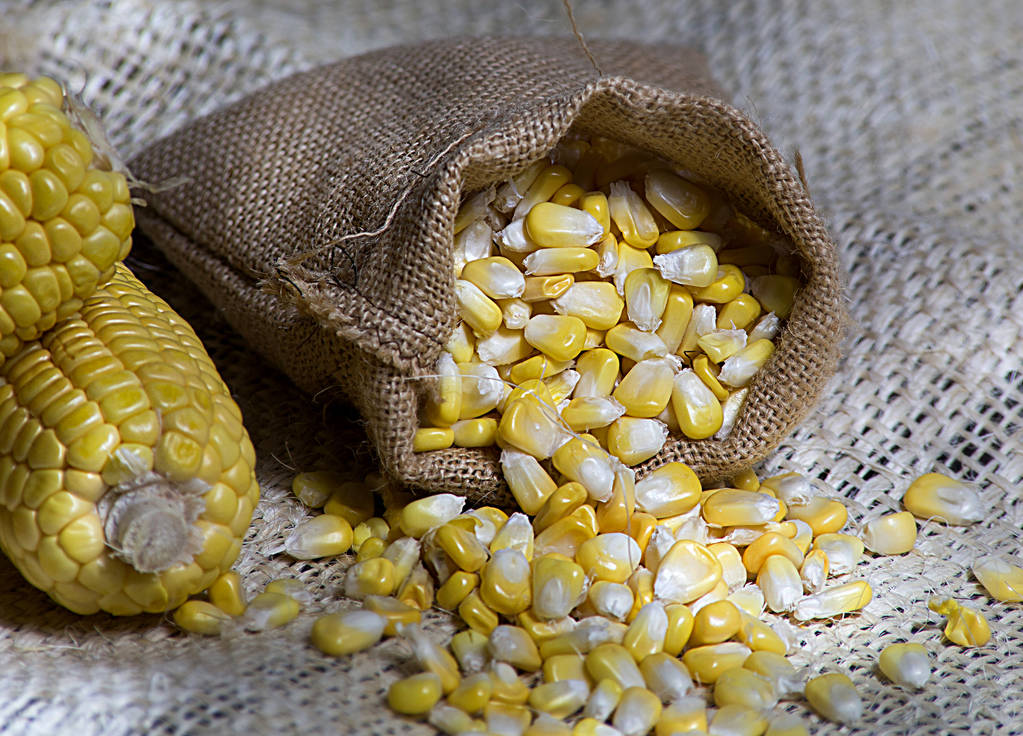 新季影响逐步增强 玉米期价或迎来阶段性底部