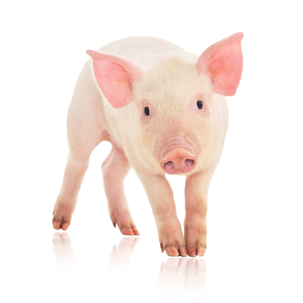 市场猪源仍较为充足 生猪上涨持续性有待观察